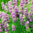 200 Monarda Lemon Mint Seeds Fresh Indoor Outdoor Garden