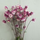 50 Columbine Pink Petticoat Seeds Fresh Indoor Outdoor Garden