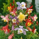 50 Columbine Mckanas Giants Mix Seeds Fresh Indoor Outdoor Garden