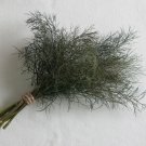 75 Bronze Leaf Fennel Seeds Fresh Indoor Outdoor Garden