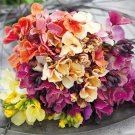 50 Fair Lady Mix Wallflower Seeds Fresh Indoor Outdoor Garden