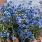 75 Firmament Forget Me Not Seeds Fresh Indoor Outdoor Garden