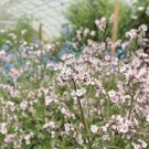 50 Mystery Rose Forget Me Not Seeds Fresh Indoor Outdoor Garden