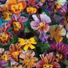 50 Viola Brush Strokes Seeds Fresh Indoor Outdoor Garden
