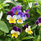 50 Viola Helen Mount Seeds Fresh Indoor Outdoor Garden