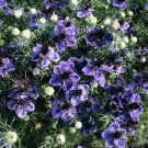 50 Nigella Midnight Blue Seeds Fresh Indoor Outdoor Garden