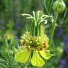 40 Nigella Transformer Seeds Fresh Indoor Outdoor Garden