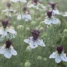 50 Nigella African Bride Seeds Fresh Indoor Outdoor Garden