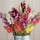 30 Snapdragon Potomac Custom Mix Seeds Fresh Indoor Outdoor Garden