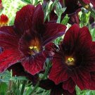 50 Salpiglossis Black Trumpets Seeds Fresh Indoor Outdoor Garden
