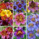 50 Salpiglossis Mix Seeds Fresh Indoor Outdoor Garden
