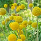 25 Craspedia Drumstick Seeds Fresh Indoor Outdoor Garden