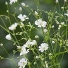 75 Babys Breath Gypsophila Covent Garden Market Seeds Fresh Indoor Outdoor Garden