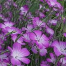 40 Agrostemma Purple Queen Seeds Fresh Indoor Outdoor Garden