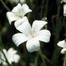 40 Agrostemma Ocean Pearls Seeds Fresh Indoor Outdoor Garden