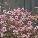 40 Saponaria Pink Beauty Seeds Fresh Indoor Outdoor Garden