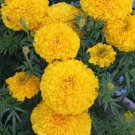 75 Giant Crackerjack Smiles Marigold Seeds Fresh Indoor Outdoor Garden