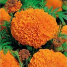 75 Giant Crackerjack Hawaii Marigold Seeds Fresh Indoor Outdoor Garden