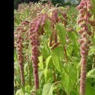100 Amaranth Mira Seeds Fresh Indoor Outdoor Garden