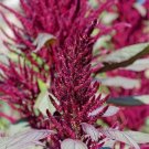 100 Amaranth Red Spike Seeds Fresh Indoor Outdoor Garden