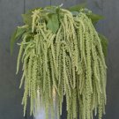 100 Amaranth Emerald Tassels Seeds Fresh Indoor Outdoor Garden