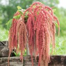 100 Amaranth Coral Fountain Seeds Fresh Indoor Outdoor Garden