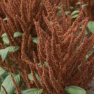100 Amaranth Hot Biscuits Seeds Fresh Indoor Outdoor Garden