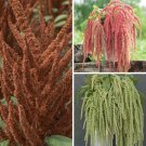 Amaranth Variety Hot Biscuits Coral Fountain Emerald Tassels Fresh Indoor Outdoor Garden
