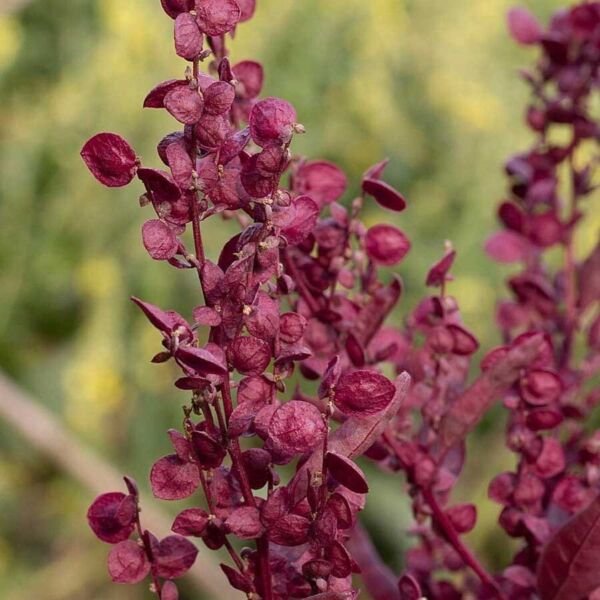 40 Orach Atriplex Red Plume Seeds Fresh Indoor Outdoor Garden