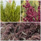 40 Orach Atriplex Plume Mix Seeds Fresh Indoor Outdoor Garden