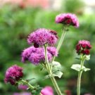 40 Ageratum Red Flint Seeds Fresh Indoor Outdoor Garden