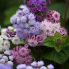 40 Ageratum Timeless Mix Seeds Fresh Indoor Outdoor Garden