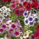 40 Phlox Grandiflora Mix Seeds Fresh Indoor Outdoor Garden