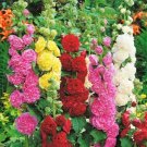 40 Hollyhock Summer Carnival Seeds Fresh Indoor Outdoor Garden