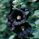 40 Hollyhock Nigra Seeds Fresh Indoor Outdoor Garden