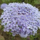 50 Didiscus Lacy Lavender Blue Seeds Fresh Indoor Outdoor Garden