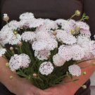 50 Didiscus Lacy Pink Seeds Fresh Indoor Outdoor Garden
