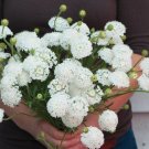 50 Didiscus Lacy White Seeds Fresh Indoor Outdoor Garden