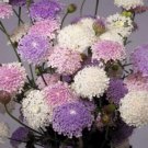 50 Didiscus Lacy Mix Seeds Fresh Indoor Outdoor Garden