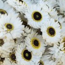 40 Helipterum Pierrot White Paper Daisy Seeds Fresh Indoor Outdoor Garden 40 Helipterum Pierrot White Paper Daisy Seeds Fresh Indoor Outdoor Garden