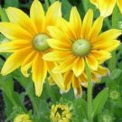 35 Rudbeckia Irish Eyes Seeds Fresh Indoor Outdoor Garden