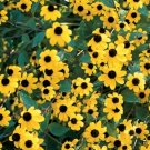30 Rudbeckia Triloba Seeds Fresh Indoor Outdoor Garden