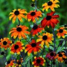 20 Rudbeckia Triloba Prairie Glow Seeds Fresh Indoor Outdoor Garden