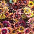 25 Rudbeckia Sahara Mix Seeds Fresh Indoor Outdoor Garden