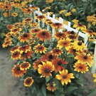 35 Rudbeckia Rustic Mix Seeds Fresh Indoor Outdoor Garden
