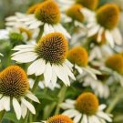35 Echinacea White Swan Seeds Fresh Indoor Outdoor Garden