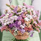 40 Statice Pastel Mix Seeds Fresh Indoor Outdoor Garden
