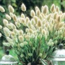 50 Bunny Tails Grass Seeds Fresh Indoor Outdoor Garden