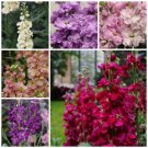 Stock Variety Cherry Blossom Lavender Blue Yellow Apricot Purple Ruby Fresh Indoor Outdoor Garden