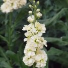 35 Yellow Stock Seeds Fresh Indoor Outdoor Garden